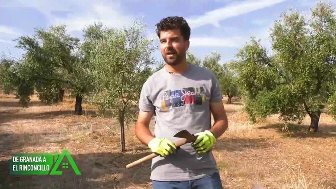 Canal Sur nos visita | Aceites Renacer en Los Repobladores