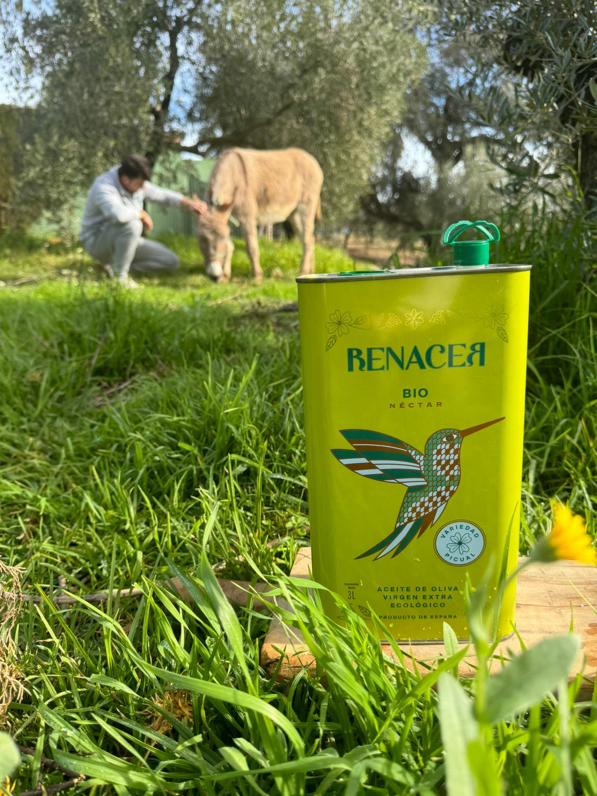 Aceite de oliva virgen extra ecológico directo del productor en olivar de Córdoba
