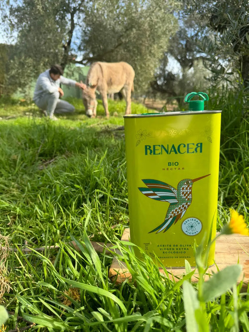 Aceite de oliva virgen extra ecológico directo del productor en olivar de Córdoba
