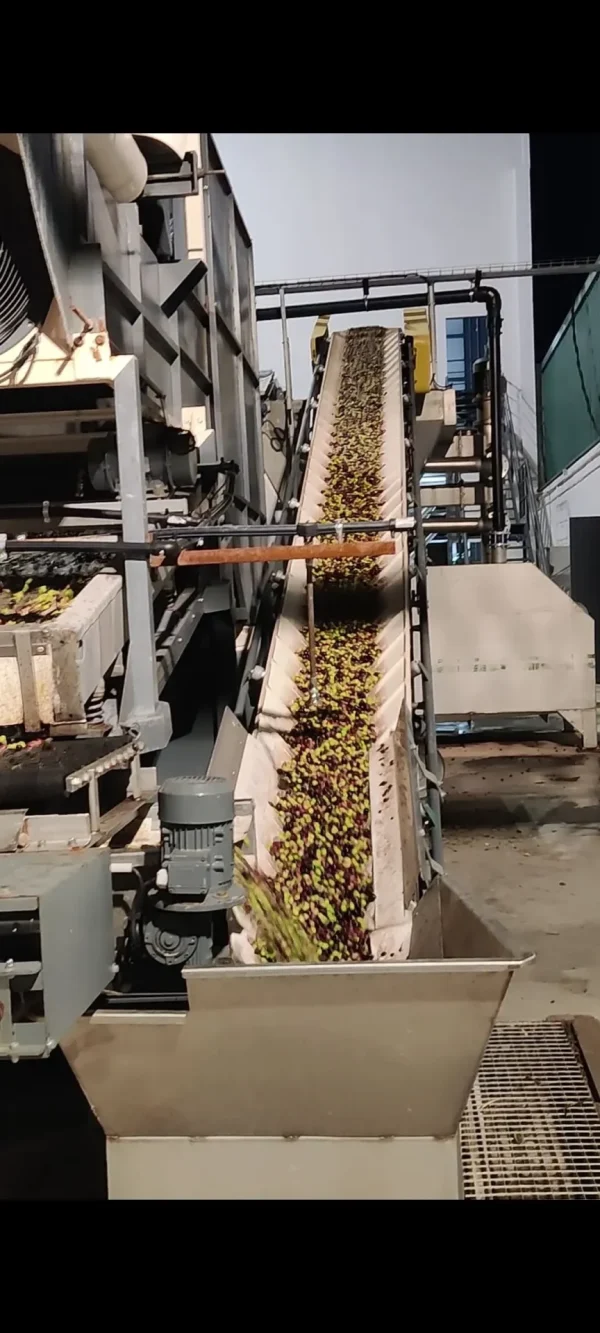 mejor aceite de oliva virgen extra ecológico