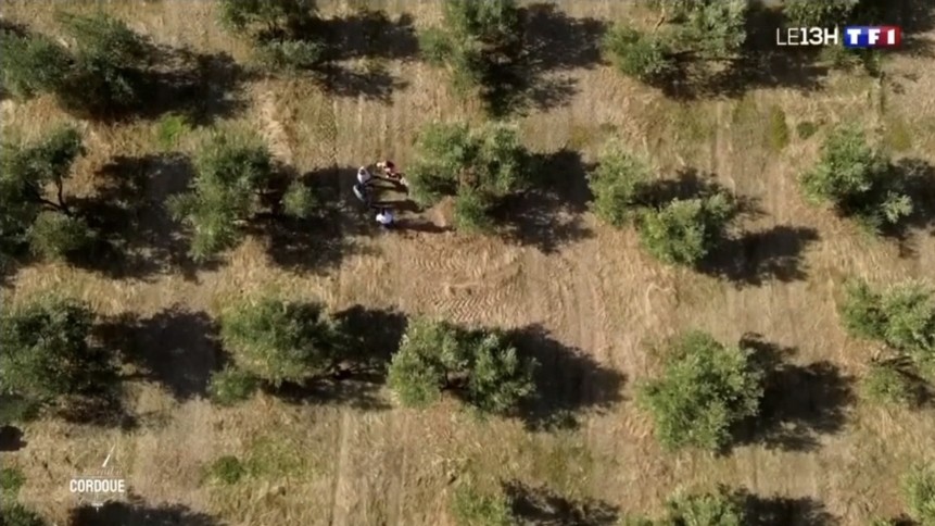 Vista aérea del olivar ecológico de Aceites Renacer en Córdoba durante grabación de TF1