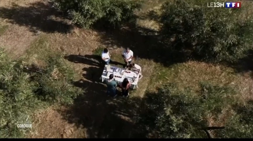 Vista aérea de cata de aceite de oliva en olivar ecológico de Aceites Renacer para TF1