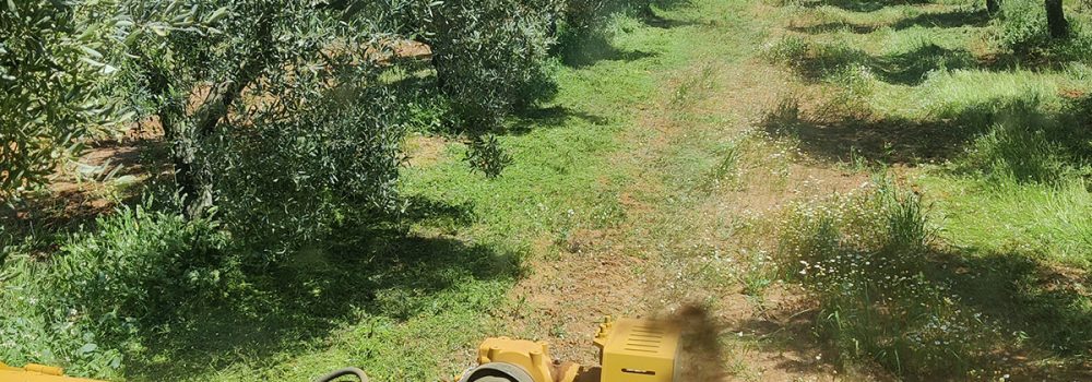aceite de oliva virgen extra directo del productor