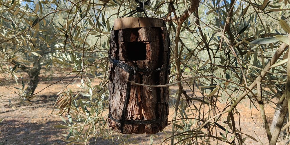 donde comprar aceite de oliva calidad premium