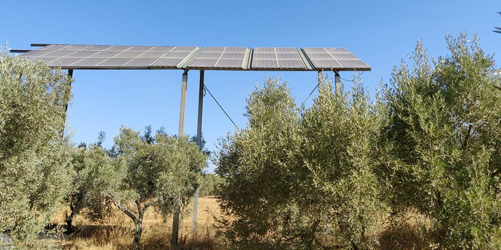 aceite de oliva virgen extra venta directa